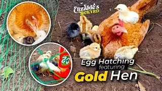 Gold Hen Hatching Eggs | Day 0 to 1 month old | Egg Hatching || Elizalde's Backyard