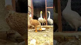 Fun Feathers Unleashed!Cute Hen,Duck,Guineafowl,Rooster Out-of-Cage Adventure #pets  #AnimalPlaytime