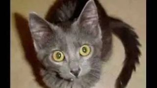 Cute kitten slide show!