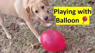 🐕 Lab Retriever Playing with Balloon  #labradorretriever