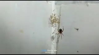 Spider @Midde