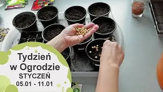 Styczeń w ogrodzie. Kalendarz ogrodnika na 05.01 - 11.01 Prace ogrodnicze w styczniu
