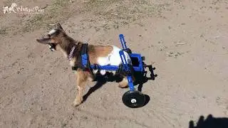 Walkin' Wheels Mini Wheelchair