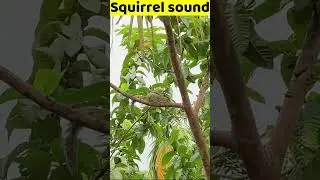 Squirrel sound (Squeak) #shorts #shortsfeed