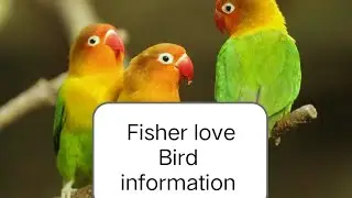 Fisher love birds information 