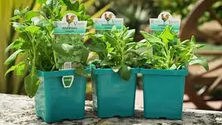The Garden Gurus - Warrigal Greens