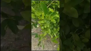 Limes are still small 😌 #abundance #asmr #shorts