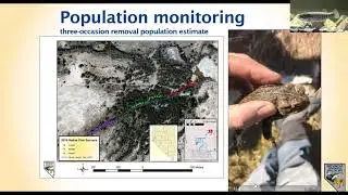 Aquatic Endemic Series: Pahrump Poolfish