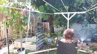 With baby Eli. Lychee tree Orchard in flower. Mango tree in pot. 
