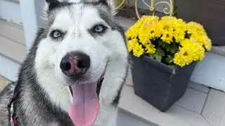 How To Make Dog Friendly Banana Bread!