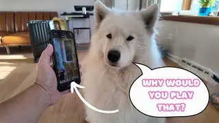 I showed my dog her own crying video