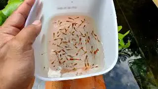 Separando os Filhotes de Espada Kohaku e Colocando no Tanque de Engorda 🐟💪🏼😀