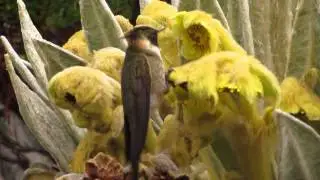 endemic, Buffy Helmetcrest, Oxypogon stubelii, National Park los Nevados, Birding tour central andes