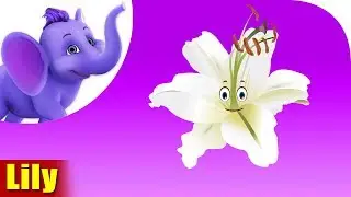 Lily | Flower Song | 4K | Appu Series