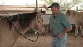 Hind Leg Release Down & Back to Improve Your Horse&rsquo;s Mobility