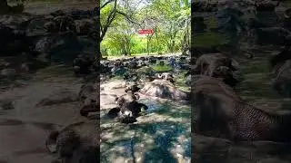 buffalo swimming pool #shorts#youtubeshorts