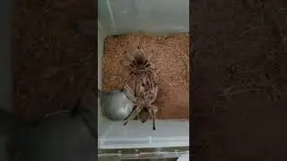 Thử phối cặp đ&ocirc;i Red Grosea (Breeding G.Rosea)