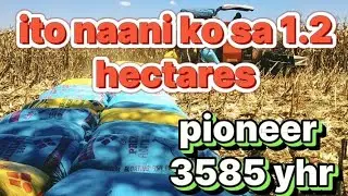 HARVEST DATE :4/6/2024 PIONEER 3585 YHR | MAIS FARMING