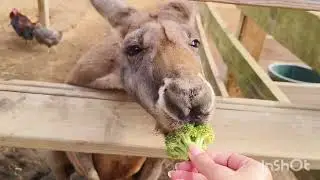 #SkyKarMieNna spent half a day with exotic animals - Fall day at Darby's Acres Farm, Charlotte USA. 