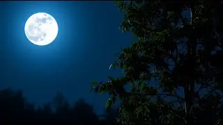 Owl Echoes Under the Full Moon | Relaxing Night Forest Ambience