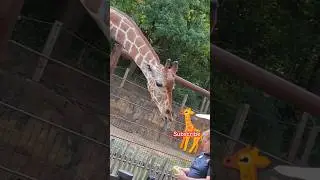 Feeding a Giant Giraffe 🦒😄#zoo #giraffe #feeding #tall #long #neck #lettuce