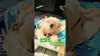 #funny #comedy #pets #streetdog #dog #youtubeshorts #youtube #youtuber