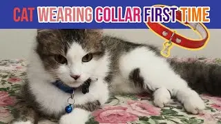Cat Collars - Muffin Wearing Different Cat Fancy Collars #fancycollars #collars #catvideos