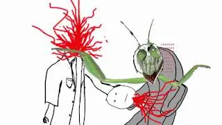 Mantis Men Revision
