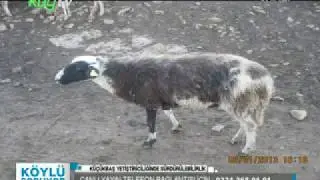 küçükbaş yetiştiricilikte sürdürlebilirlik 1