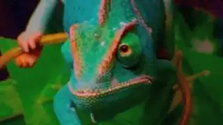 Chamaeleonidae