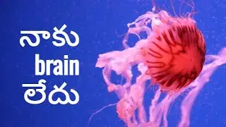 జెల్లీ ఫిష్ జీవితచక్రం || Jellyfish Lifecycle   #jellyfish #jellyfishfacts #jellyfishes #lifecycle