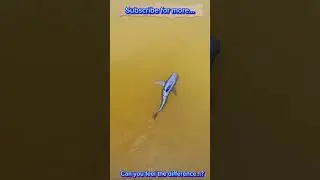 #robotfish  #now #forging  #swimming  #floating  #Goodtools #smartwork #technology #viral #short