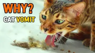Why do Cats Throw up? Cat VomitㅣDino cat information