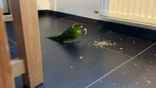 Ziegensittich bei der Arbeit Red-crowned parakeet at work