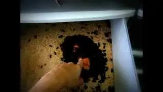 Guide to basic mealworm farm