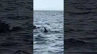 #DolphinsInOman #OmanDolphins #MarineLifeOman #OmanViews #OmanNature #ExploreOman #OmanAdventures