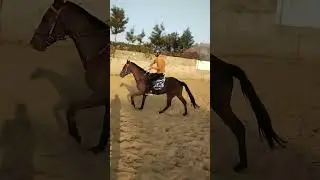 @BasicHorseTraining #horse #horsetraining #horselover