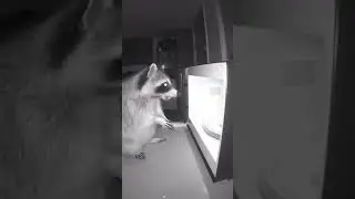 Raccoon Gets Ejected by Microwave (Caught on CCTV)