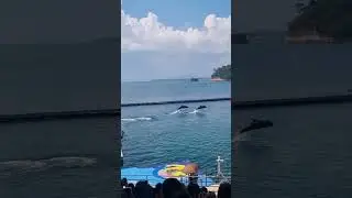 dolphin show at subic ocean adventure #youtubeshorts #shorts