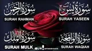 Surah Yasin ❤️ Surah Rahman , Surah Waqiah , Surah Mulk | Ep 247,یس