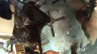 TAXIDERMY -- TROPHY WILD BOAR MOUNTING  PART 4