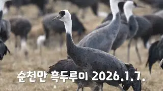 순천만 흑두루미 2026.1.7.