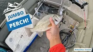 Biggest Trash Fish I Caught. JUMBO! White Perch