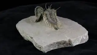 2.8