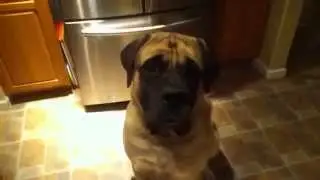Dog Ancestry DNA Test Fail