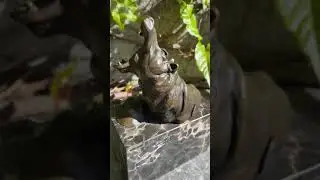 BRONZE STATUE OF TWO BATHING HIPPOPOTAMUSES