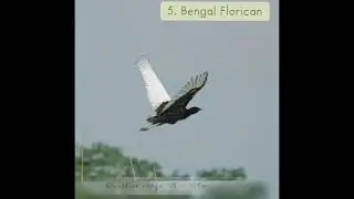 Rare Species Of Nepal ||| Rare Birds Of Nepal || The Eco Warriors