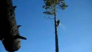 How To Top A Tree
