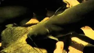 ICTALURUS PUNCTATUS.mov