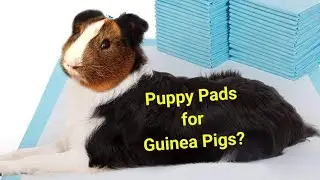 Puppy Pads as Guinea Pig Bedding?